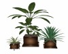 Tropical Plant Trio