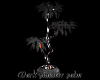 Dark pinaster palm