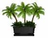 Tropical Plant *White