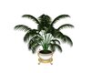 large potted plant