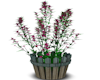 Flower Pots