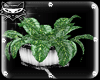 [PXL]plant 1