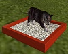 Sandbox Cat