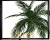 !Q Palmtree