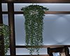 Urban Ceiling Plant