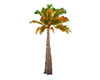 tree 18 palm