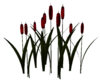 Red Water Tulip