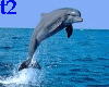 Jumin Dolphin