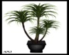PoBoy Potted Plant