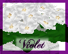 ( V) white violets