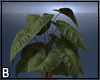 Blue Club Plant