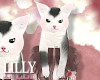 head on jinyan cat