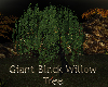 ECC Giant Black Willow 