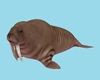 CK Walrus 1