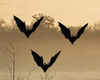 M/F Flying Bats