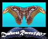 Real Atlas Moth Wings!