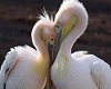sp australia lovebirds