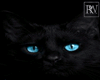 Realistic blue eyed cat