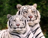 MJs white tigers