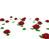 Red Floating Roses
