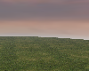 Misty Clearing