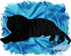 Blue Eyed Black Tiger
