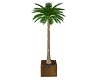SWS Indoor Palm Tree 2