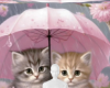 Rain kittens background