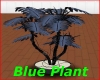 Blue Plant