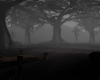 Dark Forest