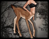 +Deer Centaur Avi