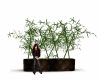 Bamboo Planter