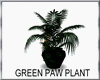(TSH)GREEN PAW PLANT