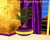 Arabian Nights Plant