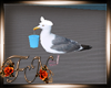 F: Seagull