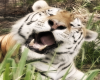 Yawning Tiger