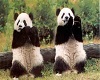 Unfurnished Panda Room 
