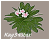 Tropical Plumeria Pink