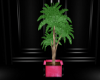 pink~black plant