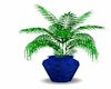 blue pot palm