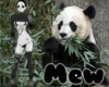 ::Panda::