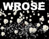Wedding White Rose Stars