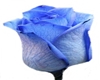 Wedding Rose Blue