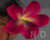 N~D Lanai Hair Flower