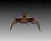 Pet Bat