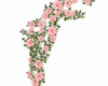 Wall Ivys Roses