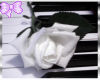 !P Radio White Rose