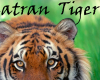 Sumatran Tiger stamp