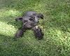Black Schnauzer Puppy