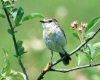 Bird on branch